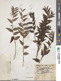 Phyllanthus purpusii image