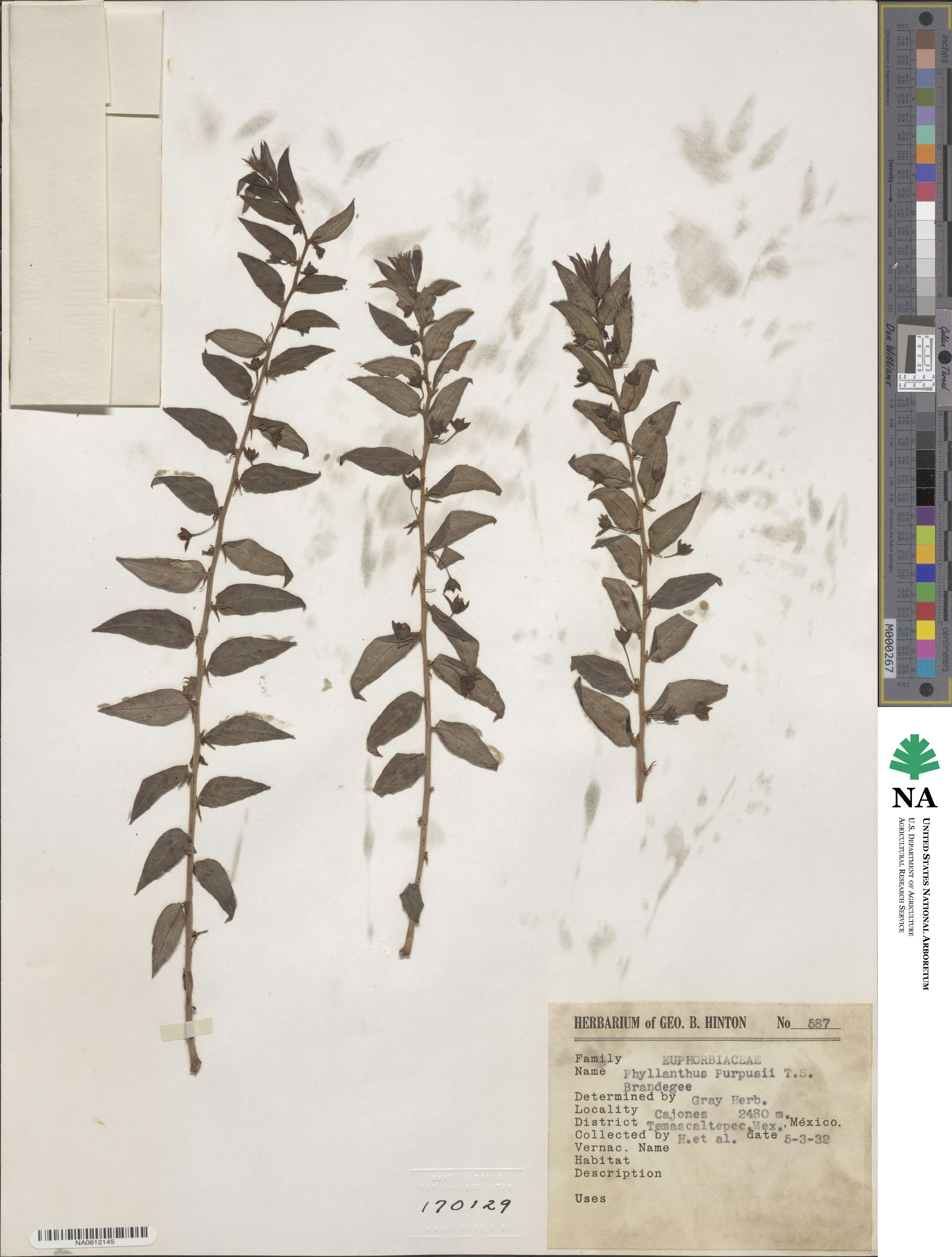 Phyllanthus purpusii image