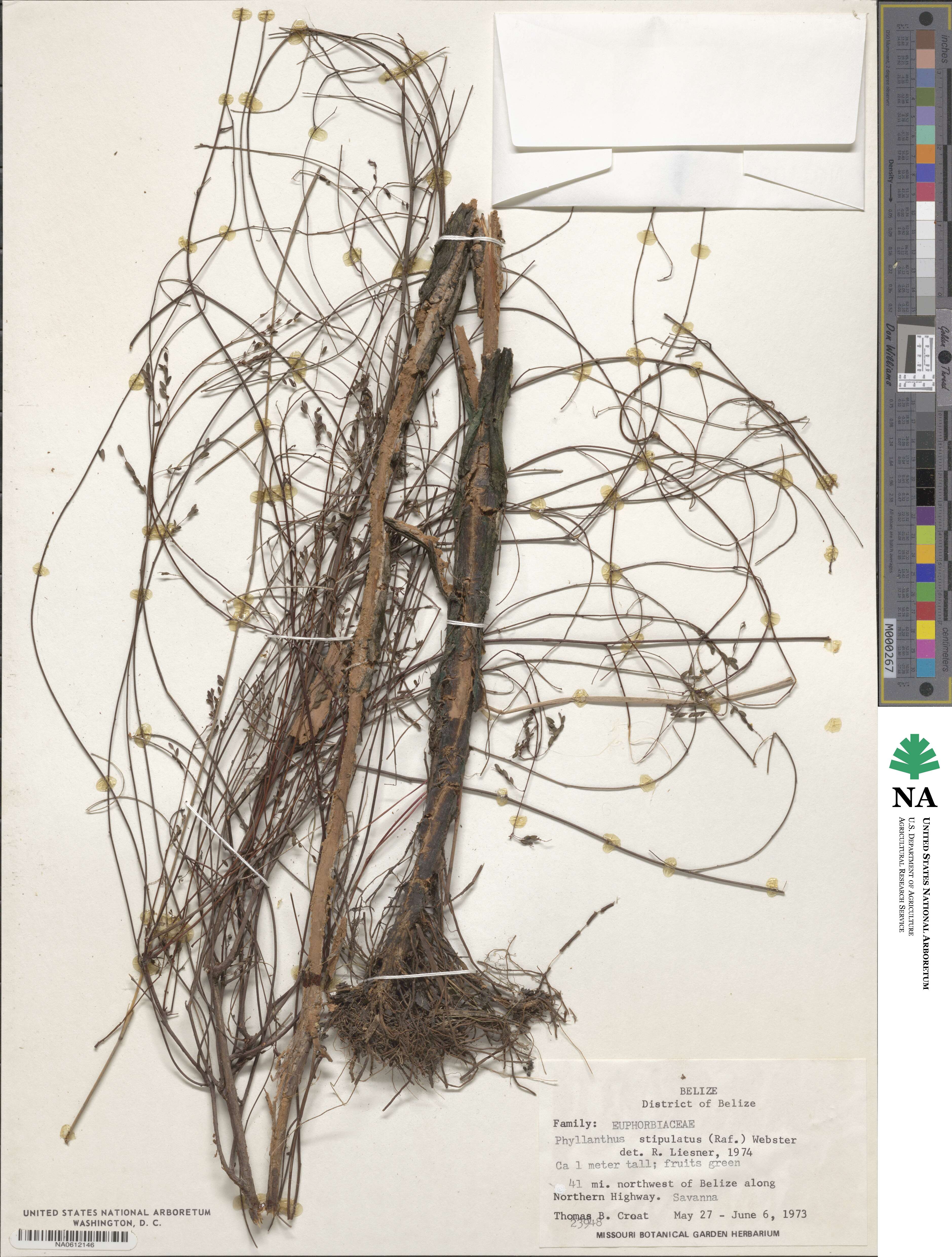 Phyllanthus stipulatus image