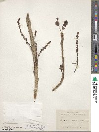 Phyllanthus distichus image