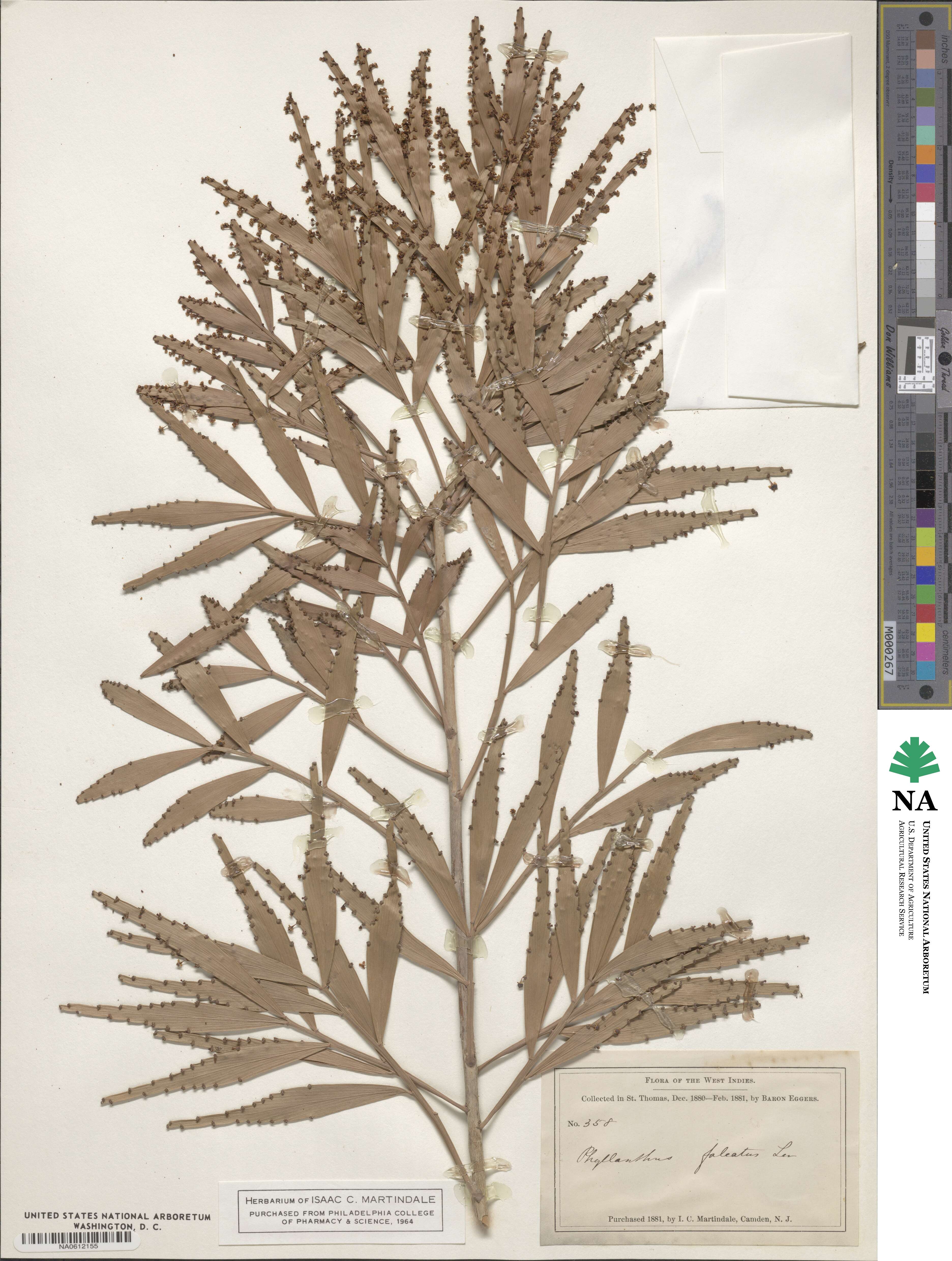 Phyllanthus epiphyllanthus subsp. epiphyllanthus image