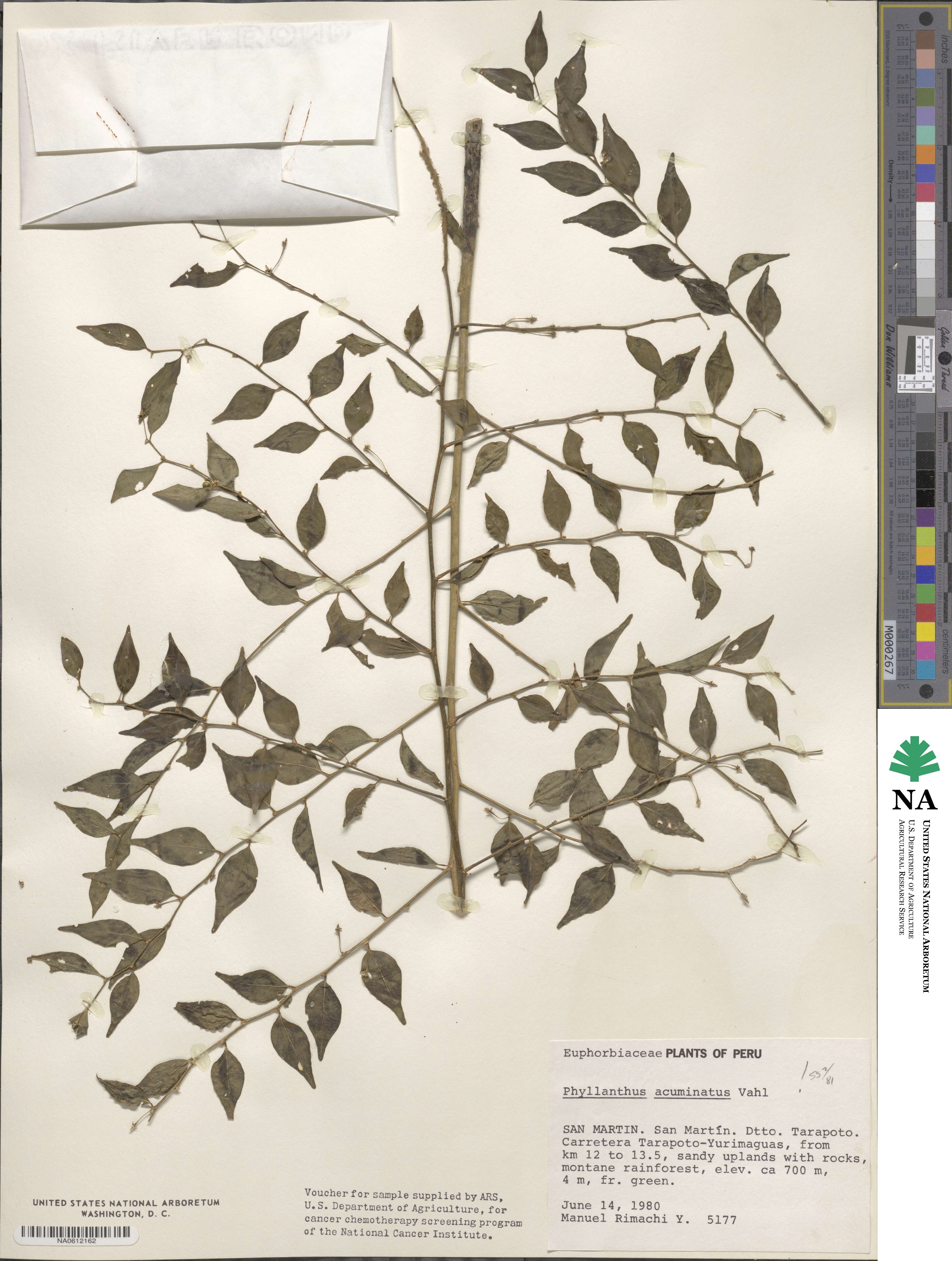 Phyllanthus acuminatus image