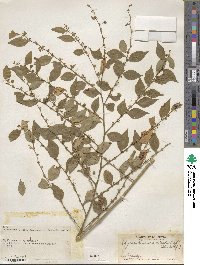 Phyllanthus acuminatus image