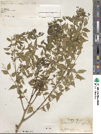 Phyllanthus acuminatus image