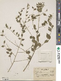 Image of Phyllanthus acutifolius