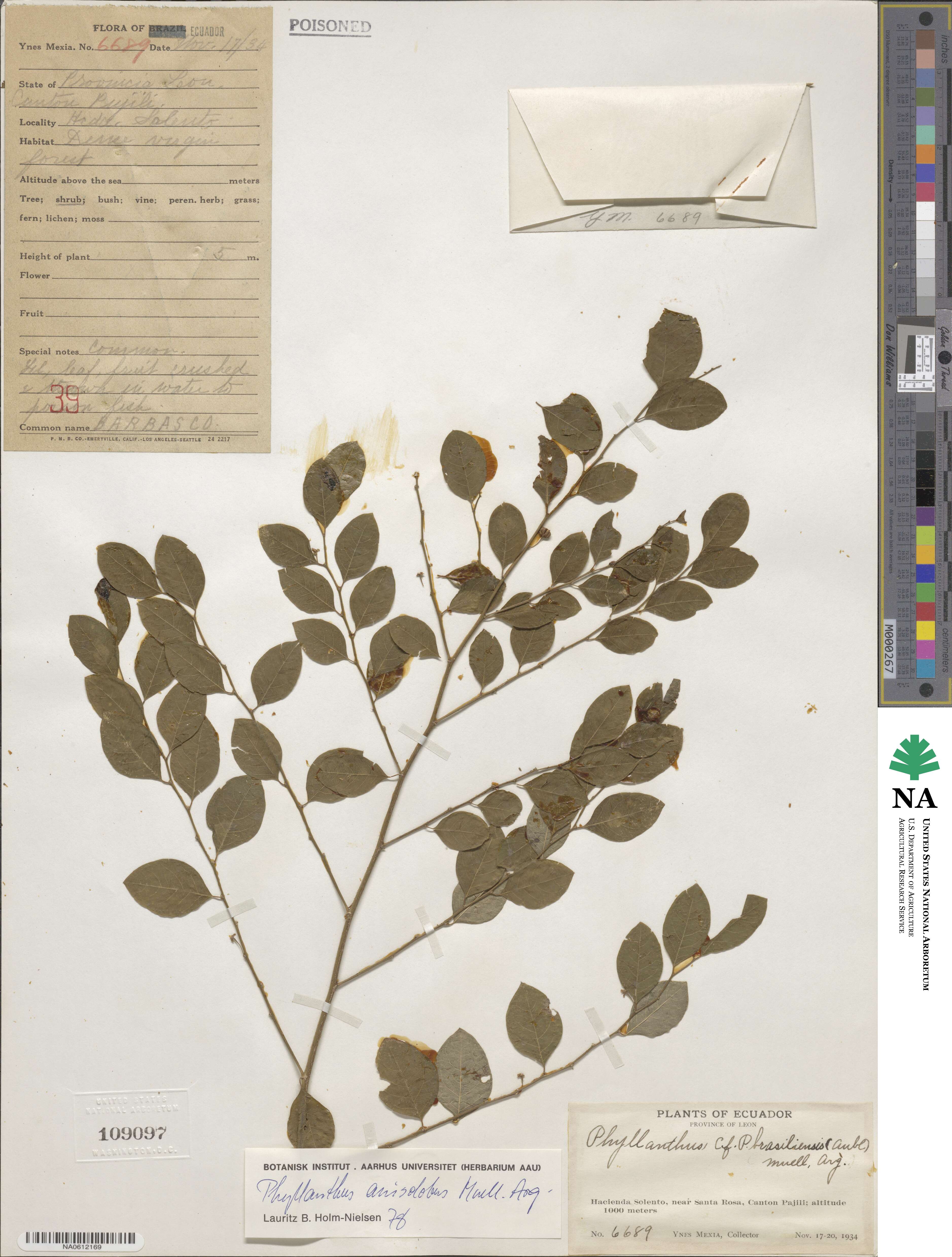 Phyllanthus anisolobus image