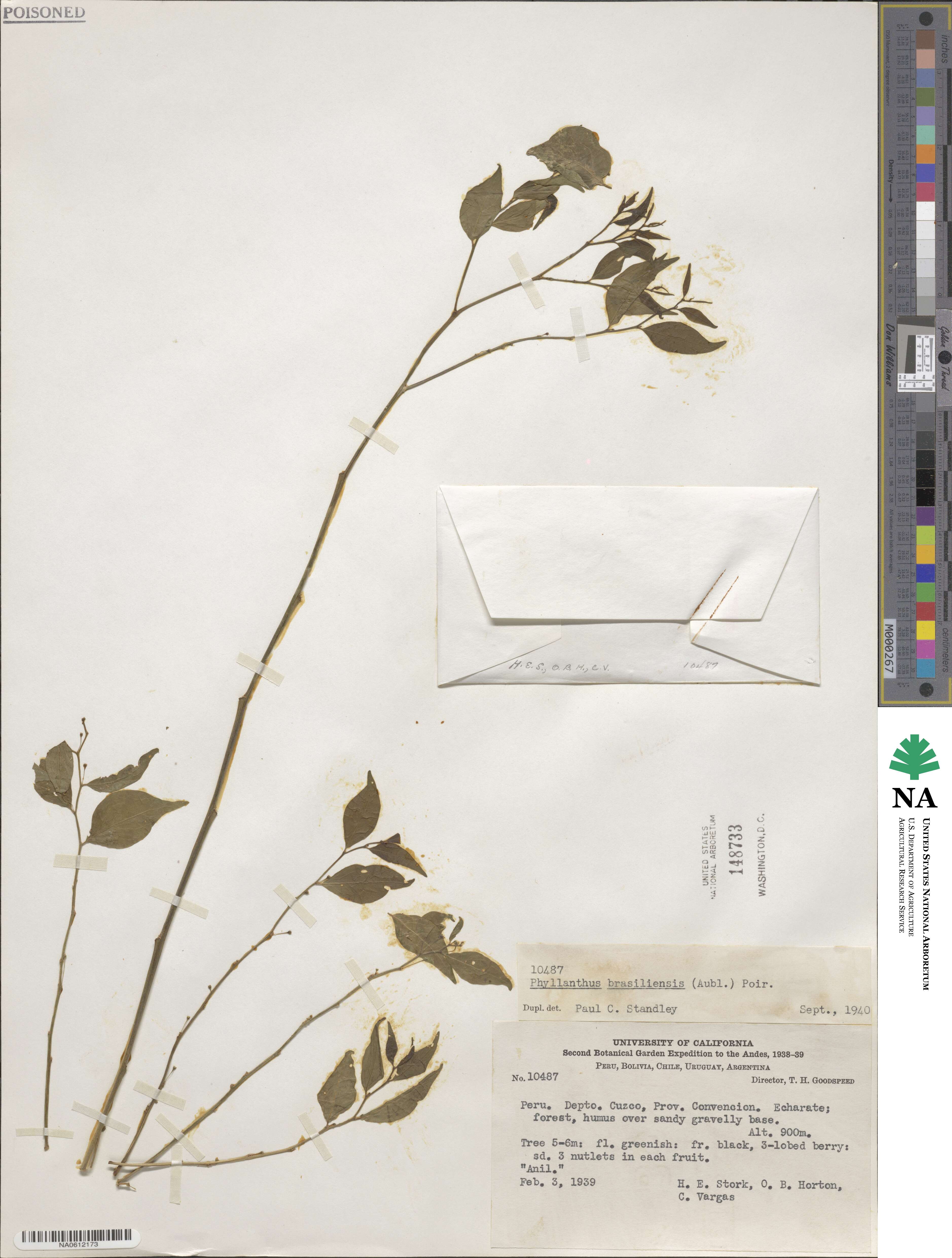 Phyllanthus betsileanus image