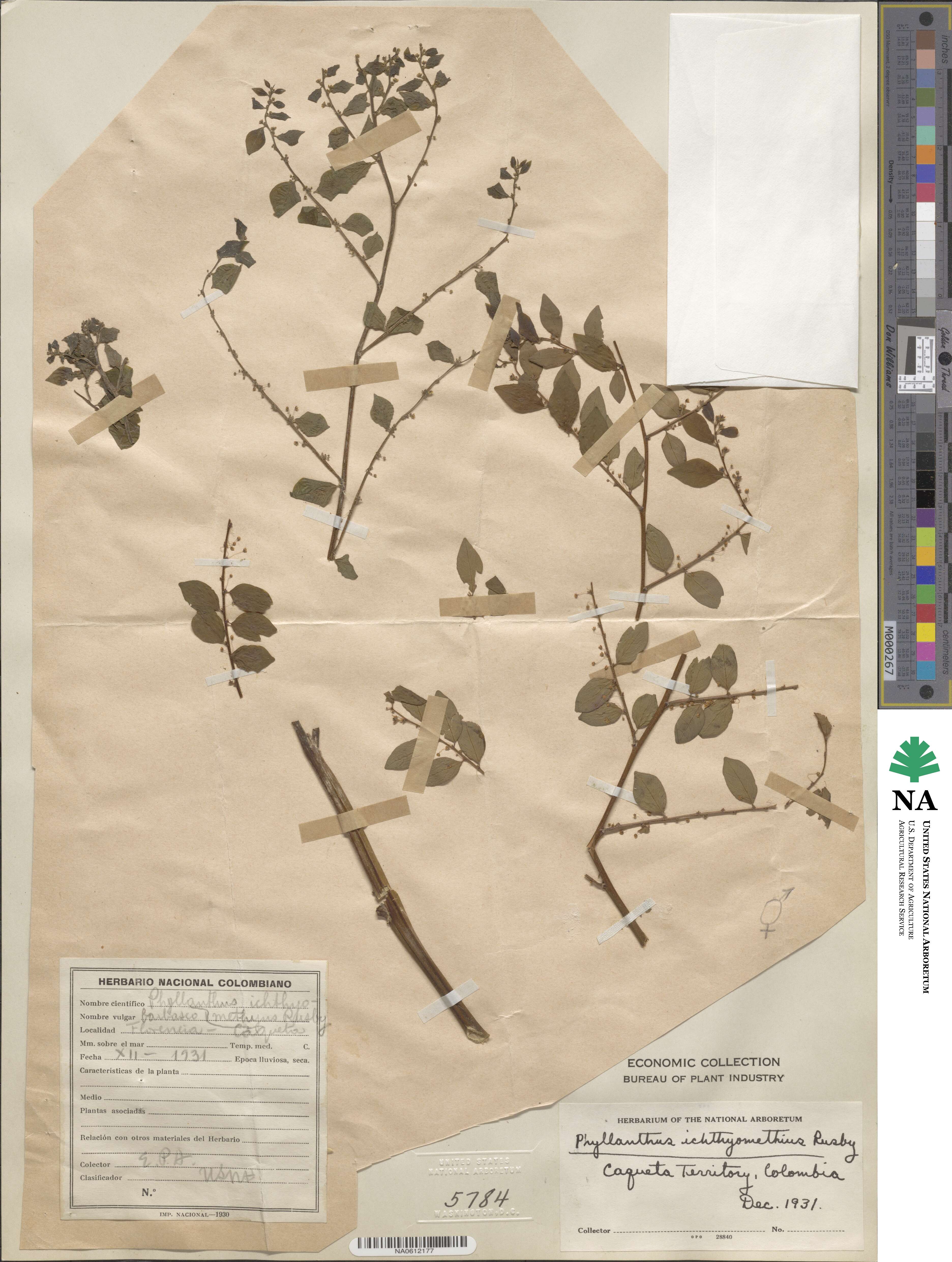 Phyllanthus brasiliensis subsp. glaber image
