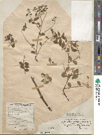 Phyllanthus brasiliensis image
