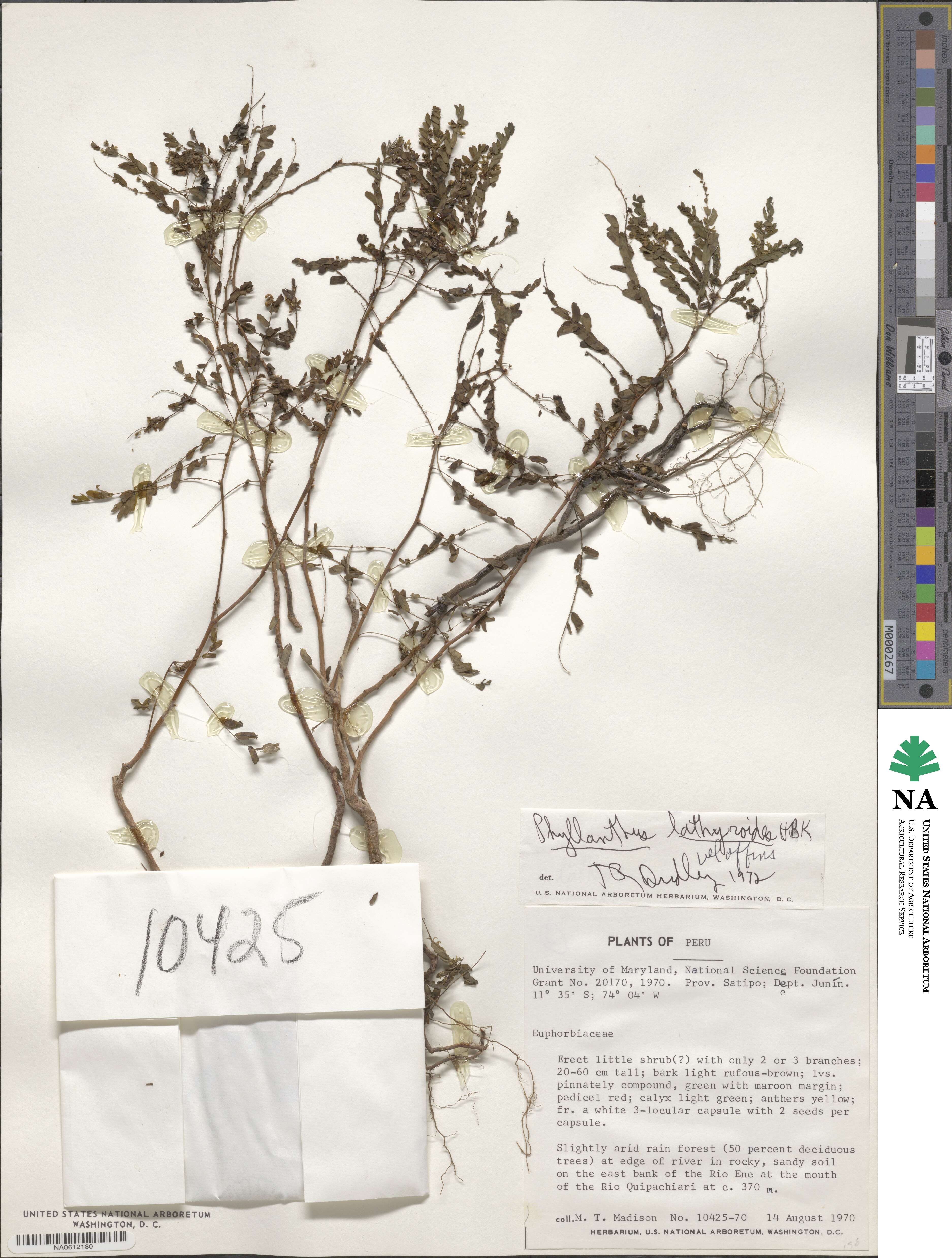 Phyllanthus niruri subsp. lathyroides image