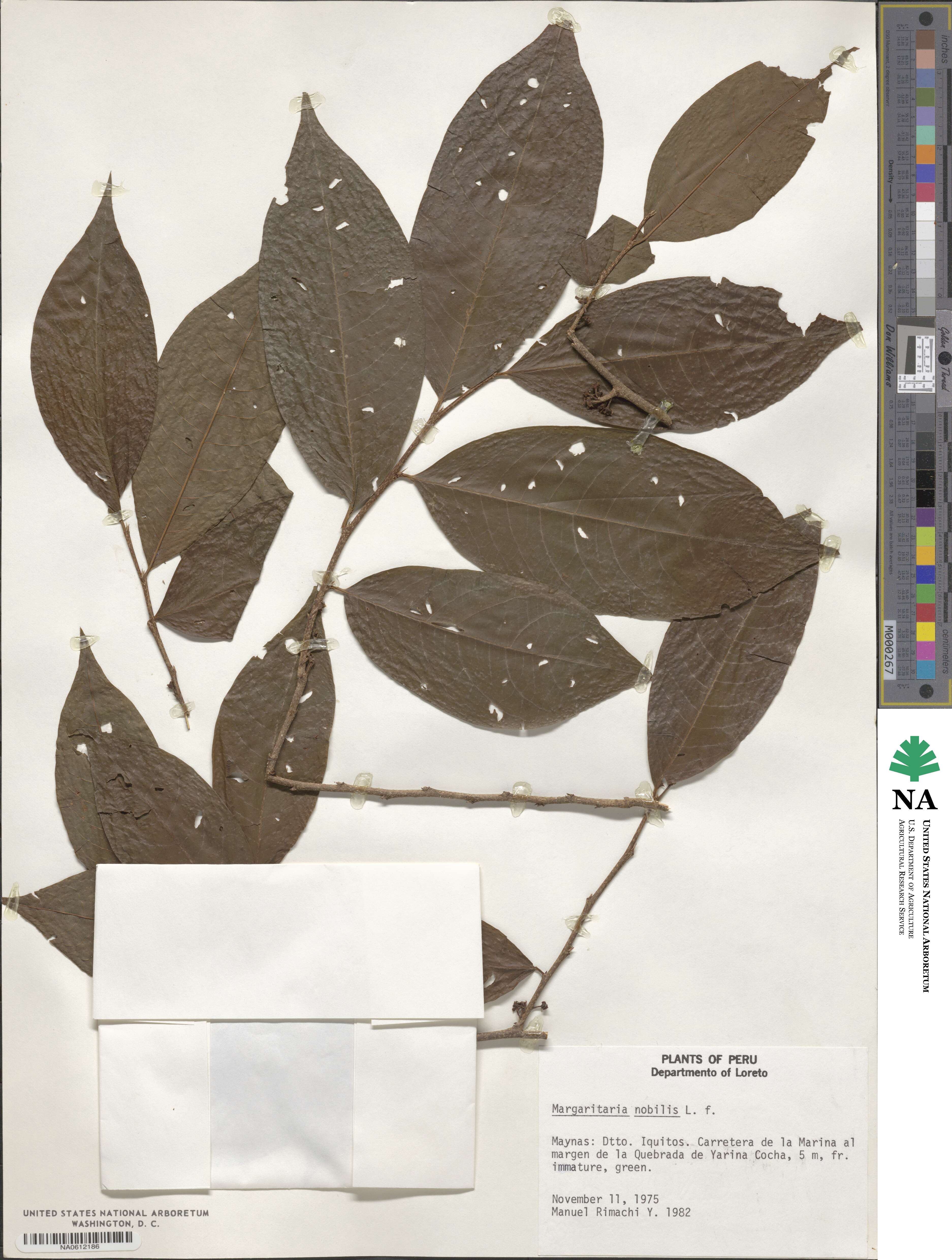 Margaritaria nobilis image