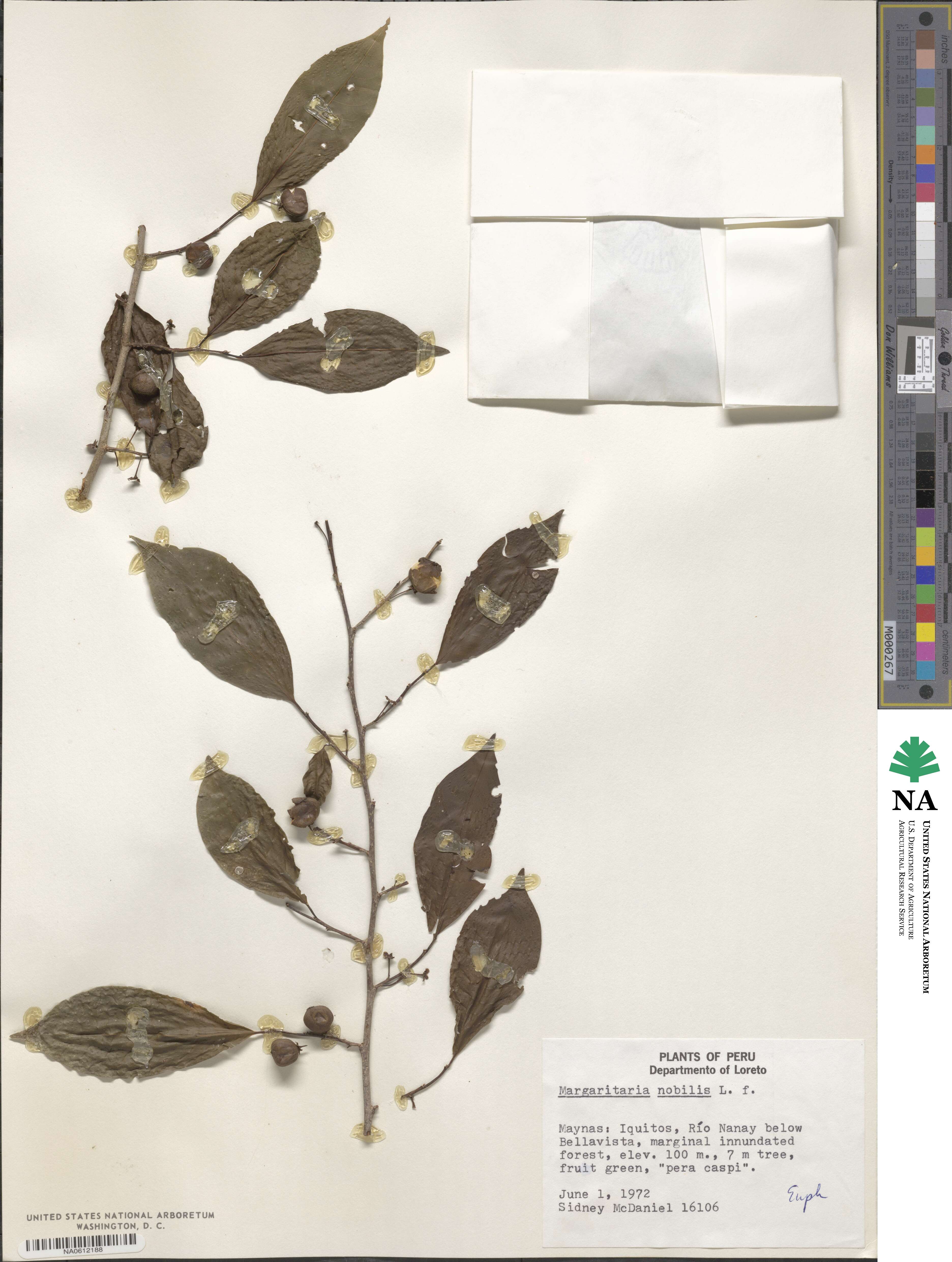 Margaritaria nobilis image