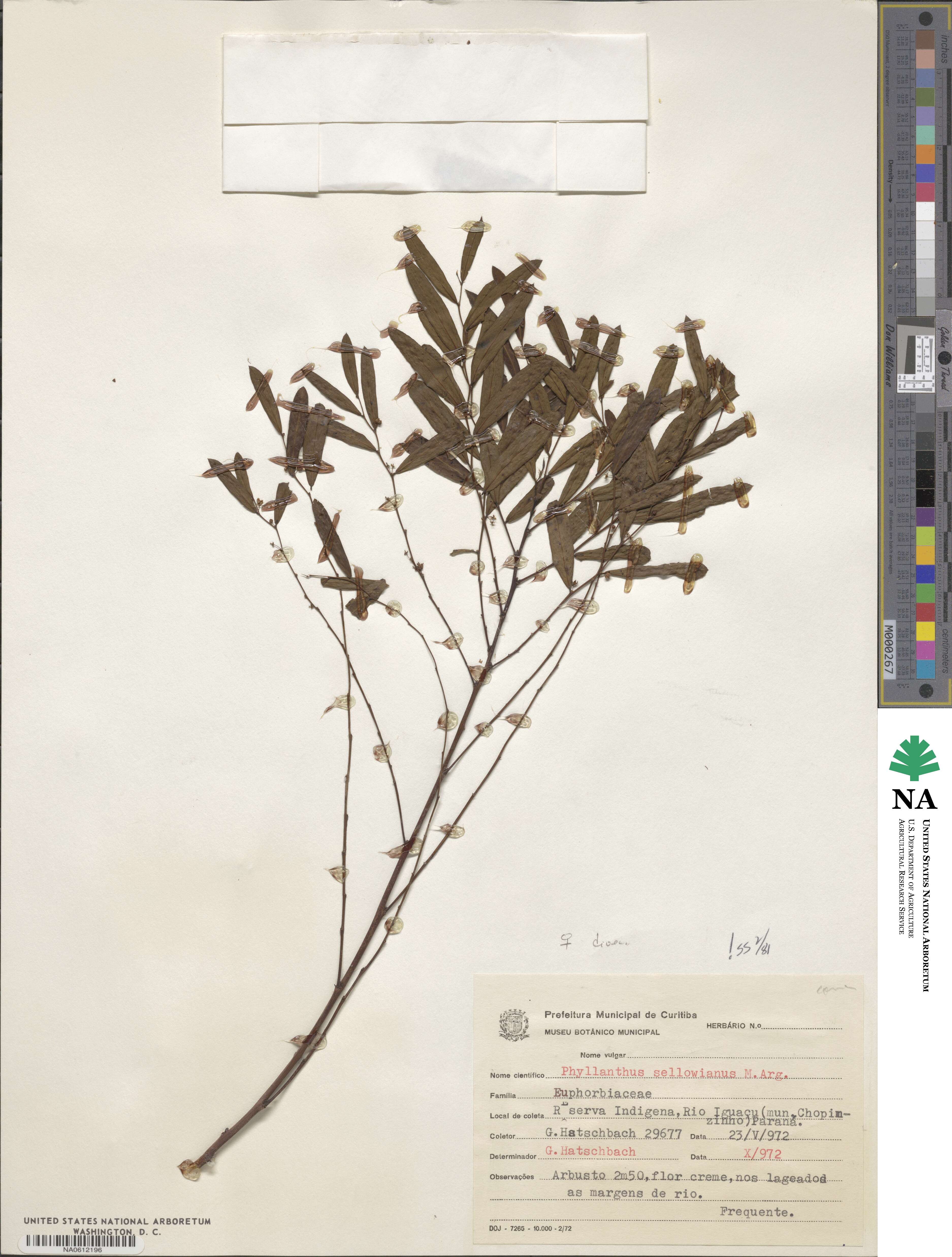 Phyllanthus sellowianus image