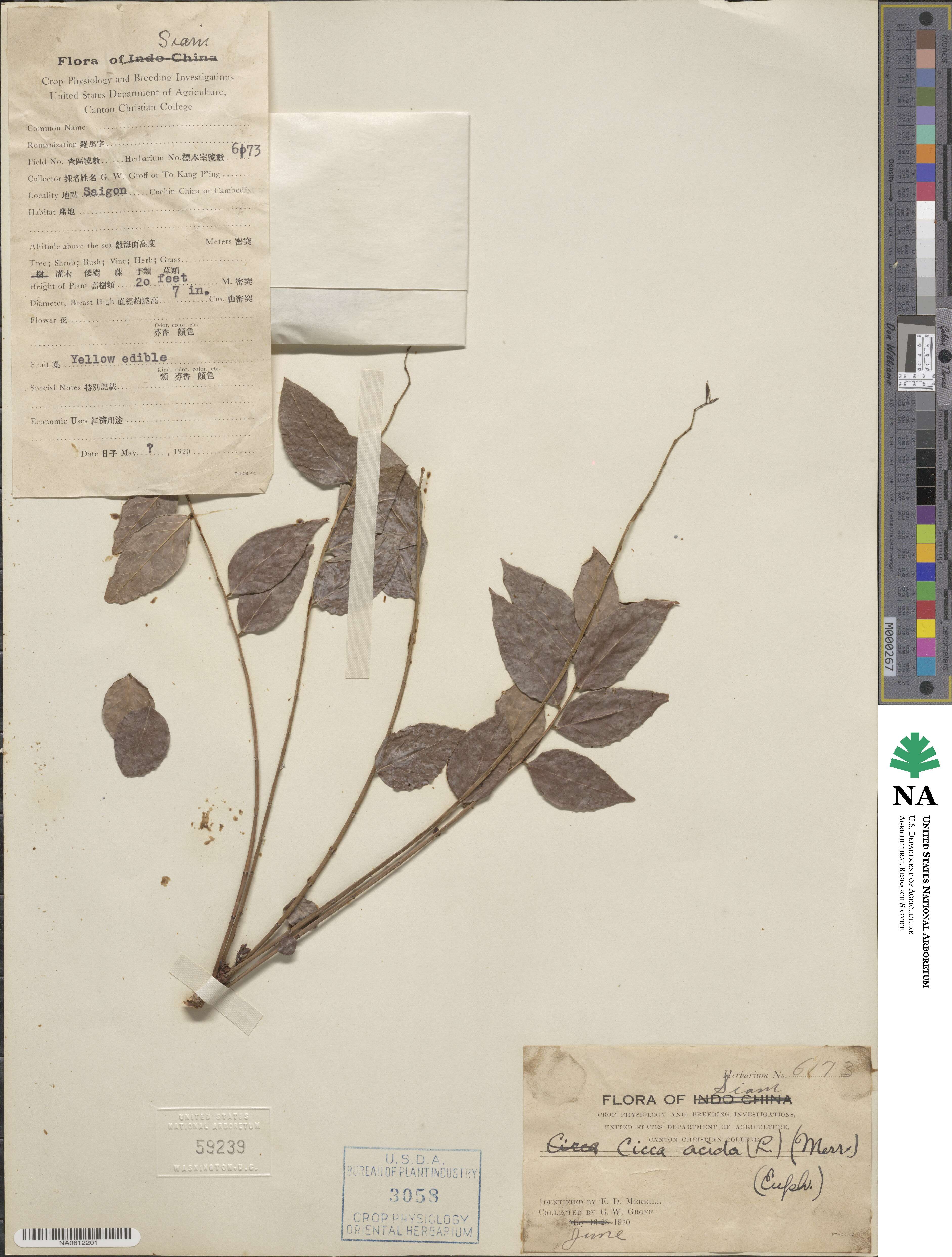 Phyllanthus acidus image