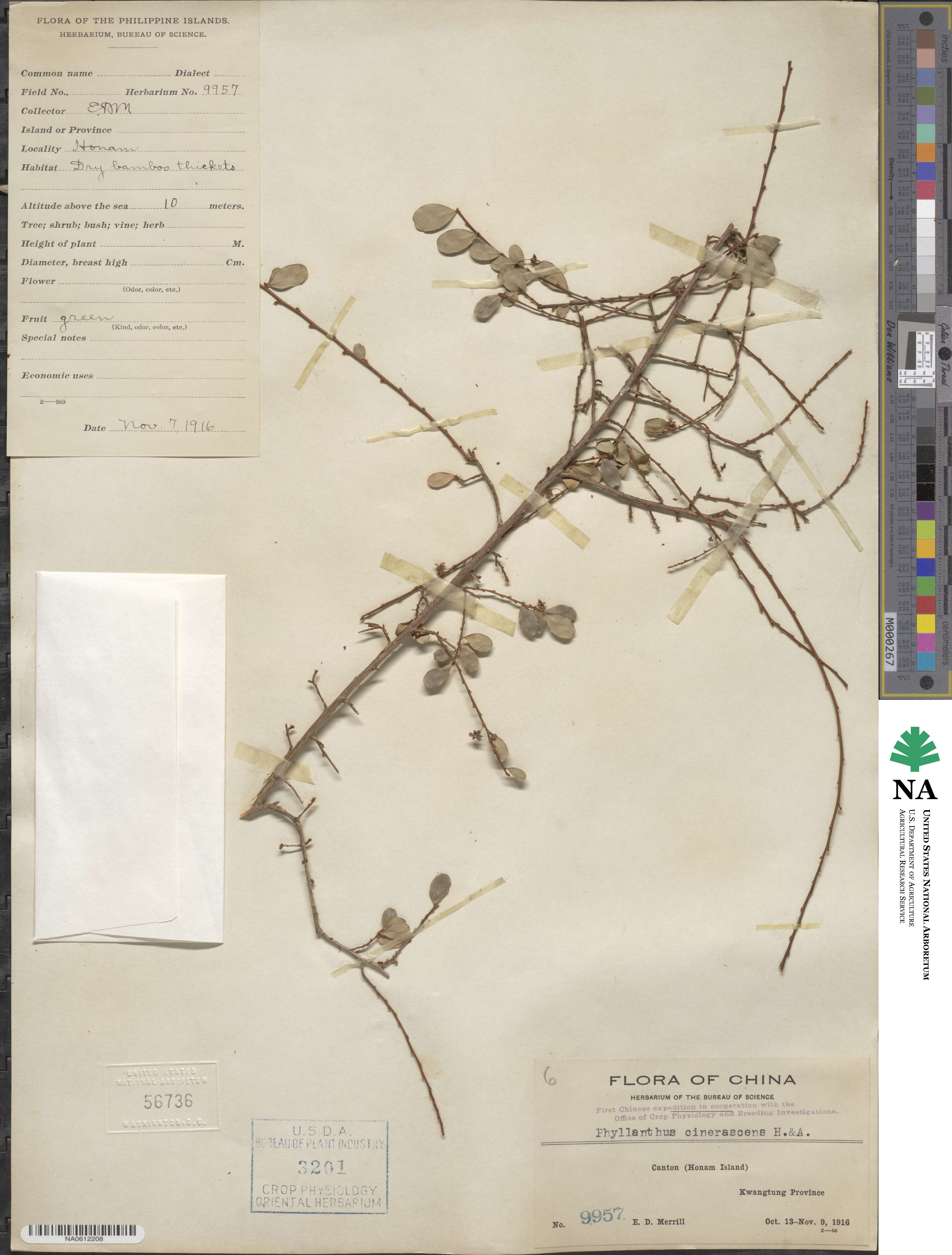 Phyllanthus cinerascens image