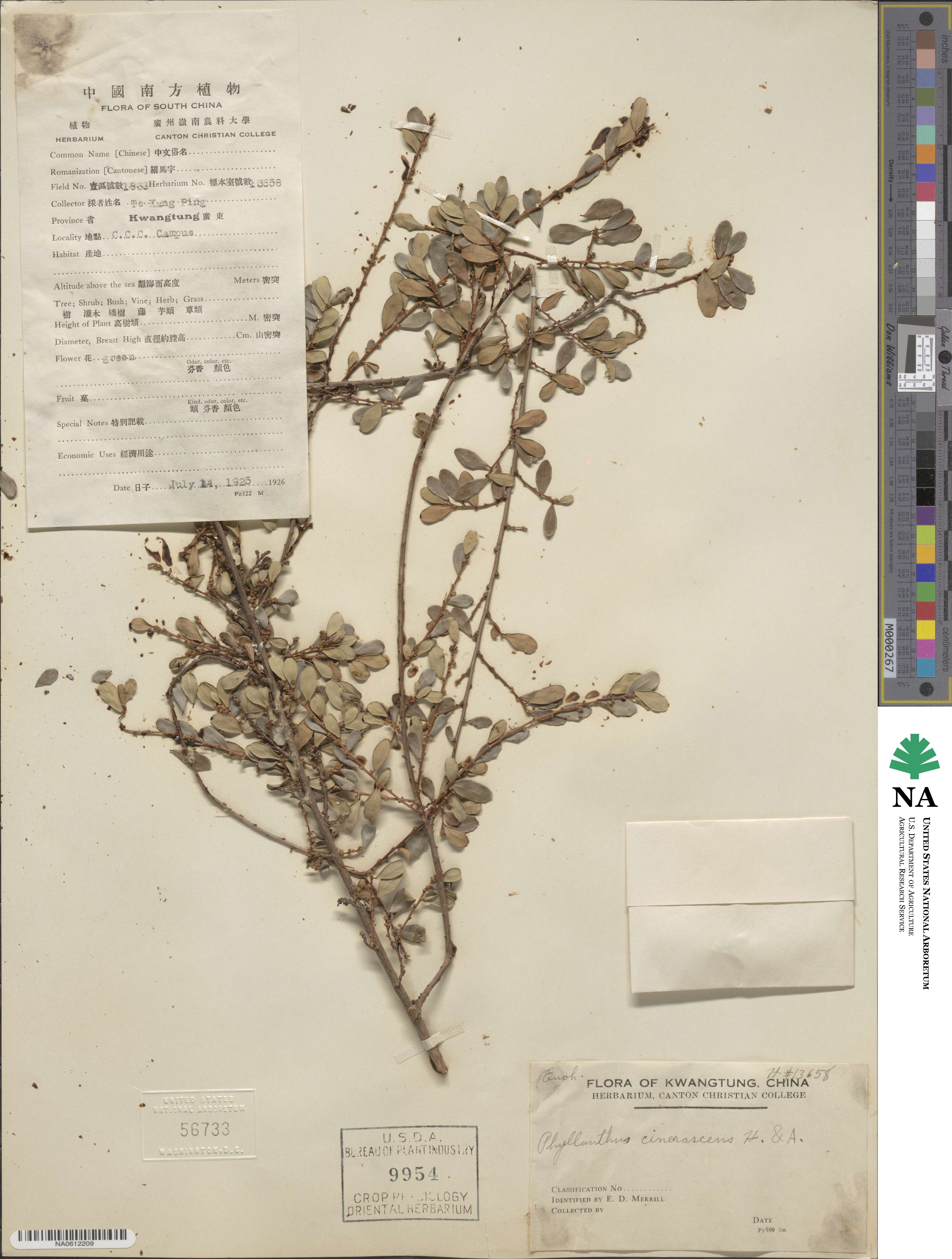 Phyllanthus cinerascens image