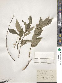Image of Phyllanthus acutissimus