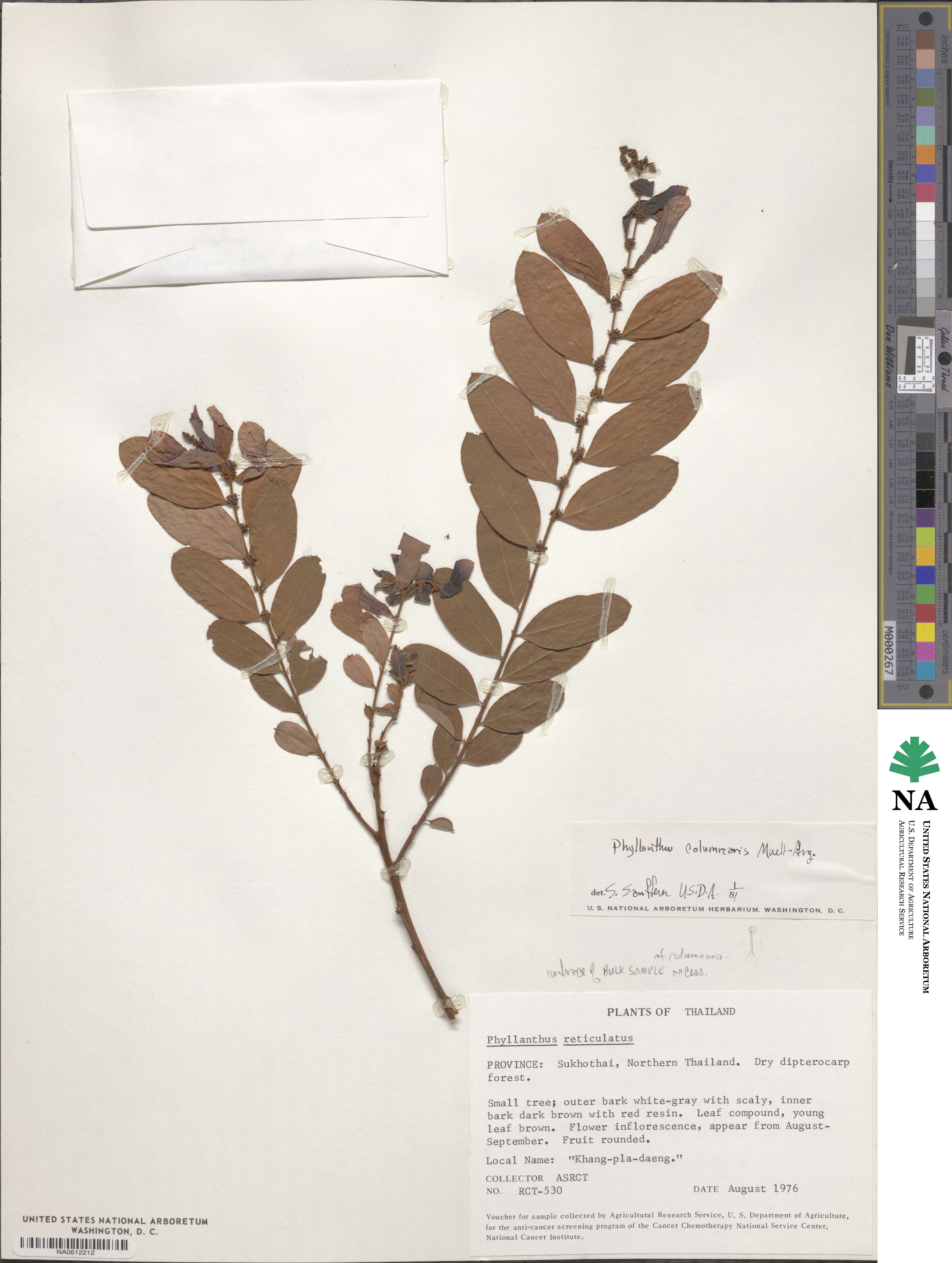 Phyllanthus columnaris image