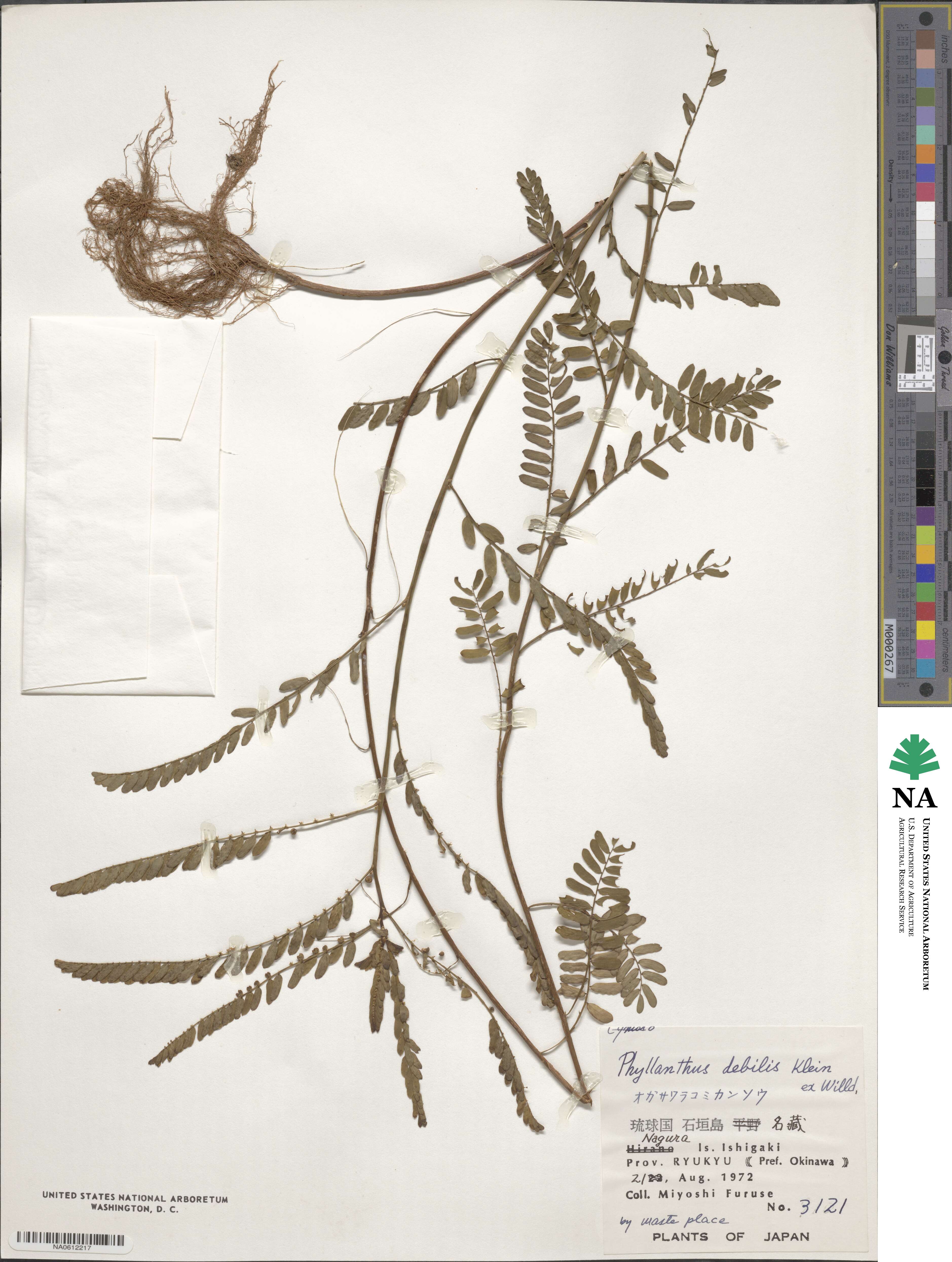 Phyllanthus debilis image