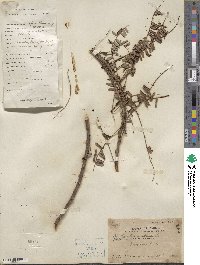 Phyllanthus emblica image