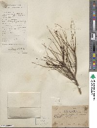 Phyllanthus emblica image