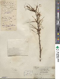 Phyllanthus emblica image