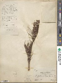 Phyllanthus emblica image