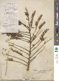 Phyllanthus emblica image