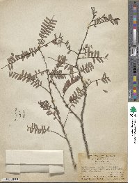 Phyllanthus emblica image