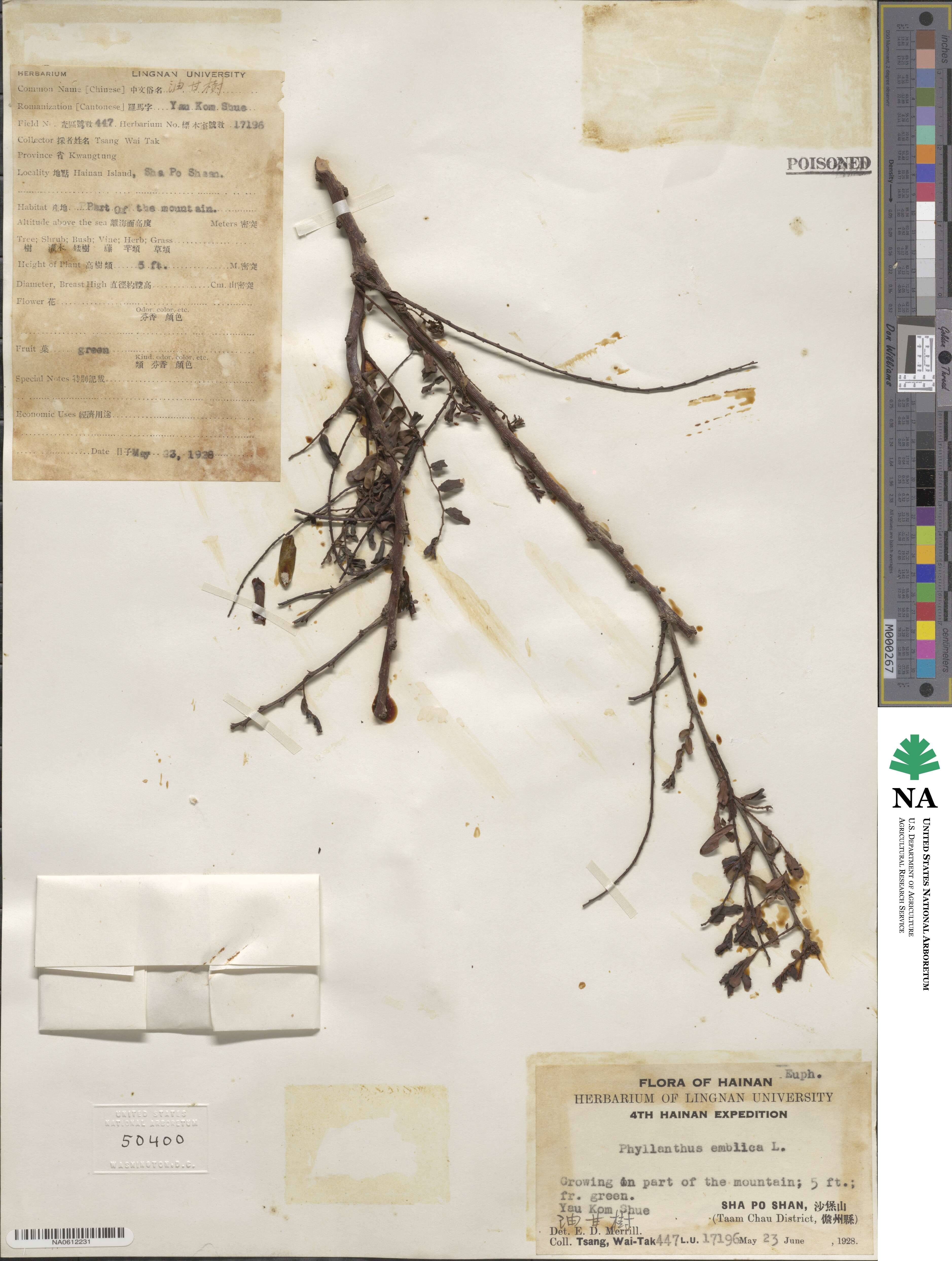 Phyllanthus emblica image