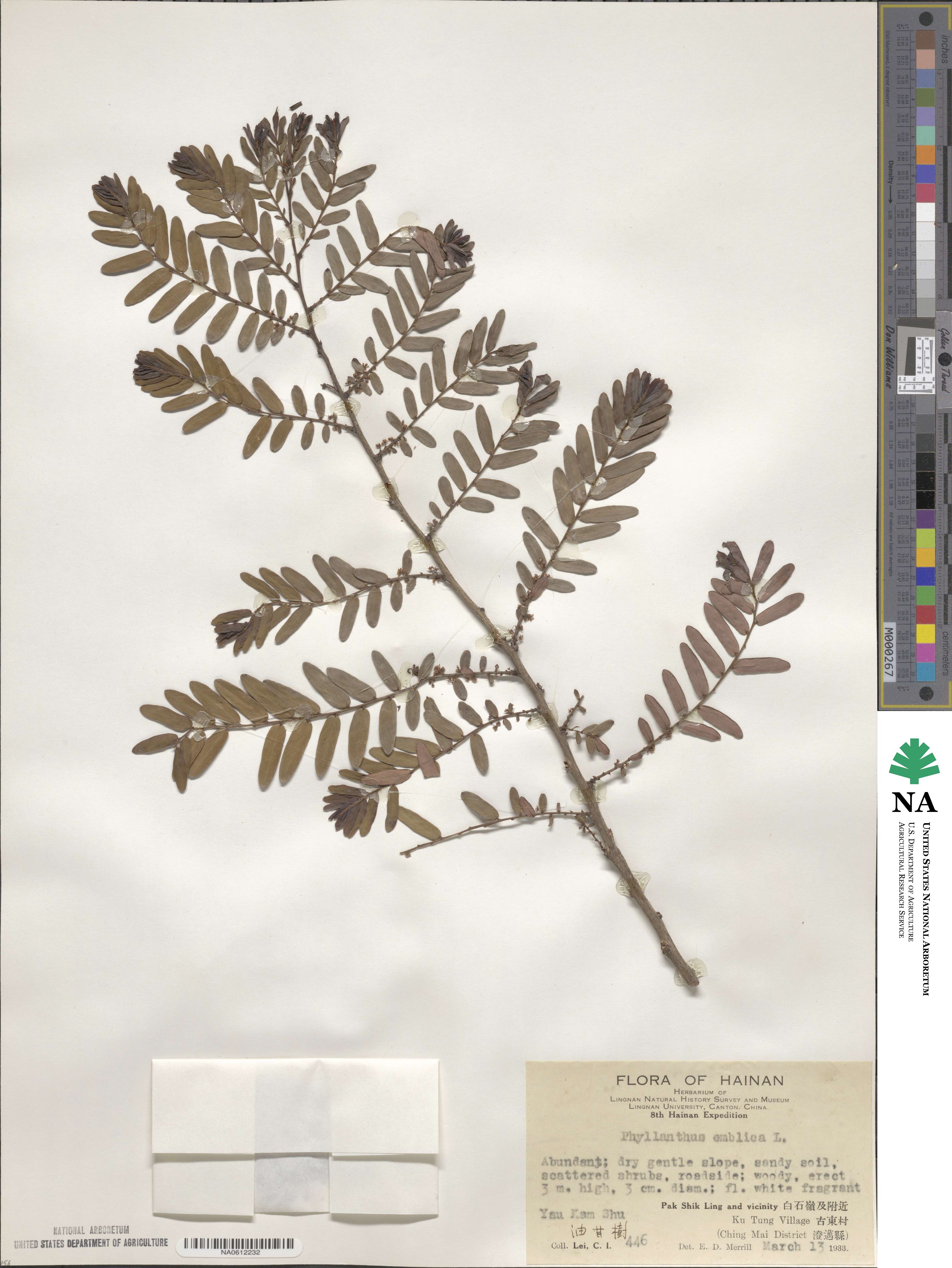 Phyllanthus emblica image
