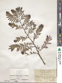 Phyllanthus emblica image