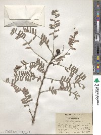 Phyllanthus emblica image