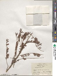 Phyllanthus emblica image