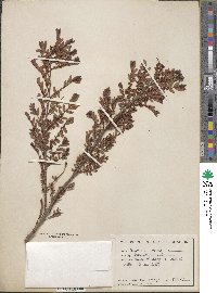 Phyllanthus emblica image