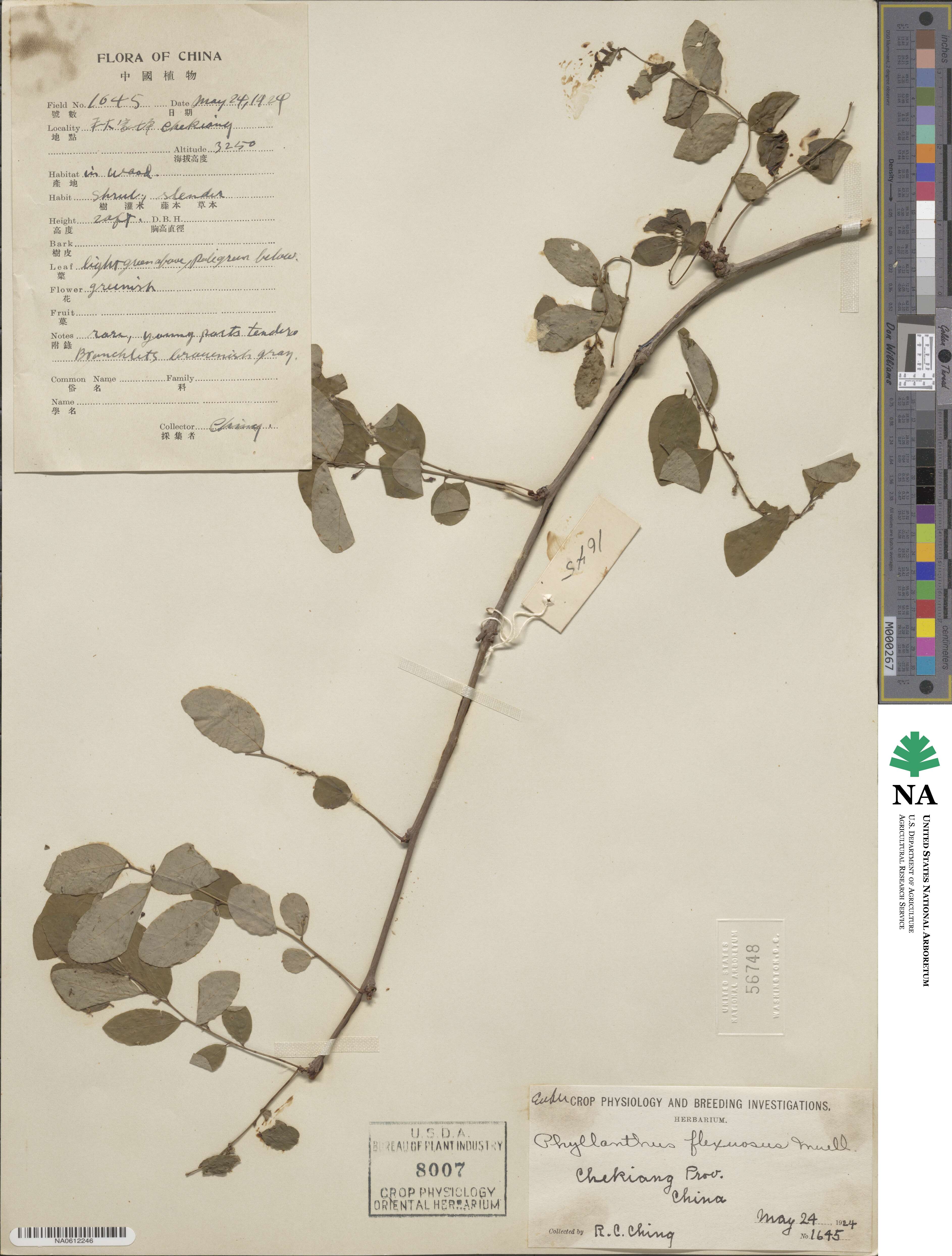 Phyllanthus flexuosus image