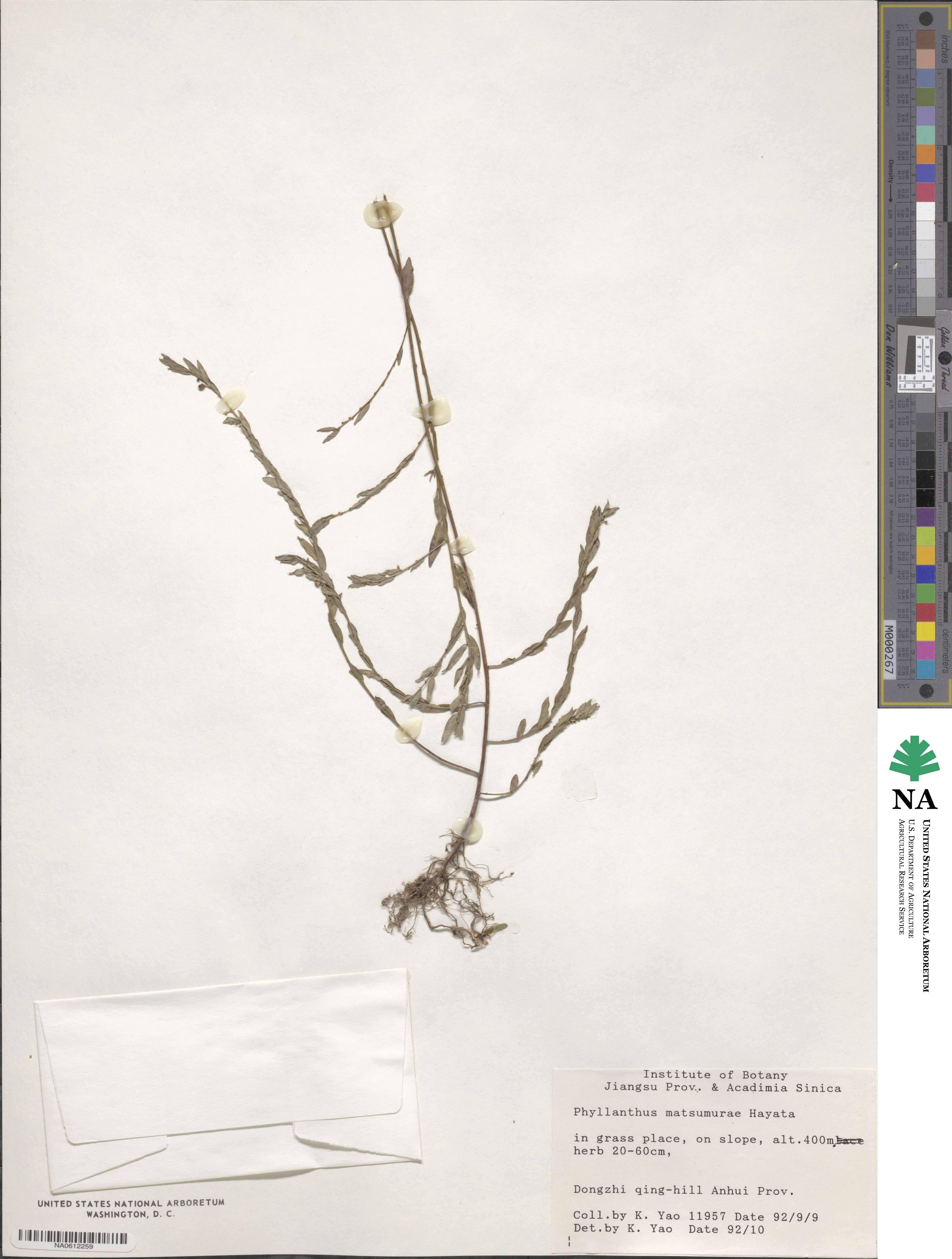 Phyllanthus ussuriensis image