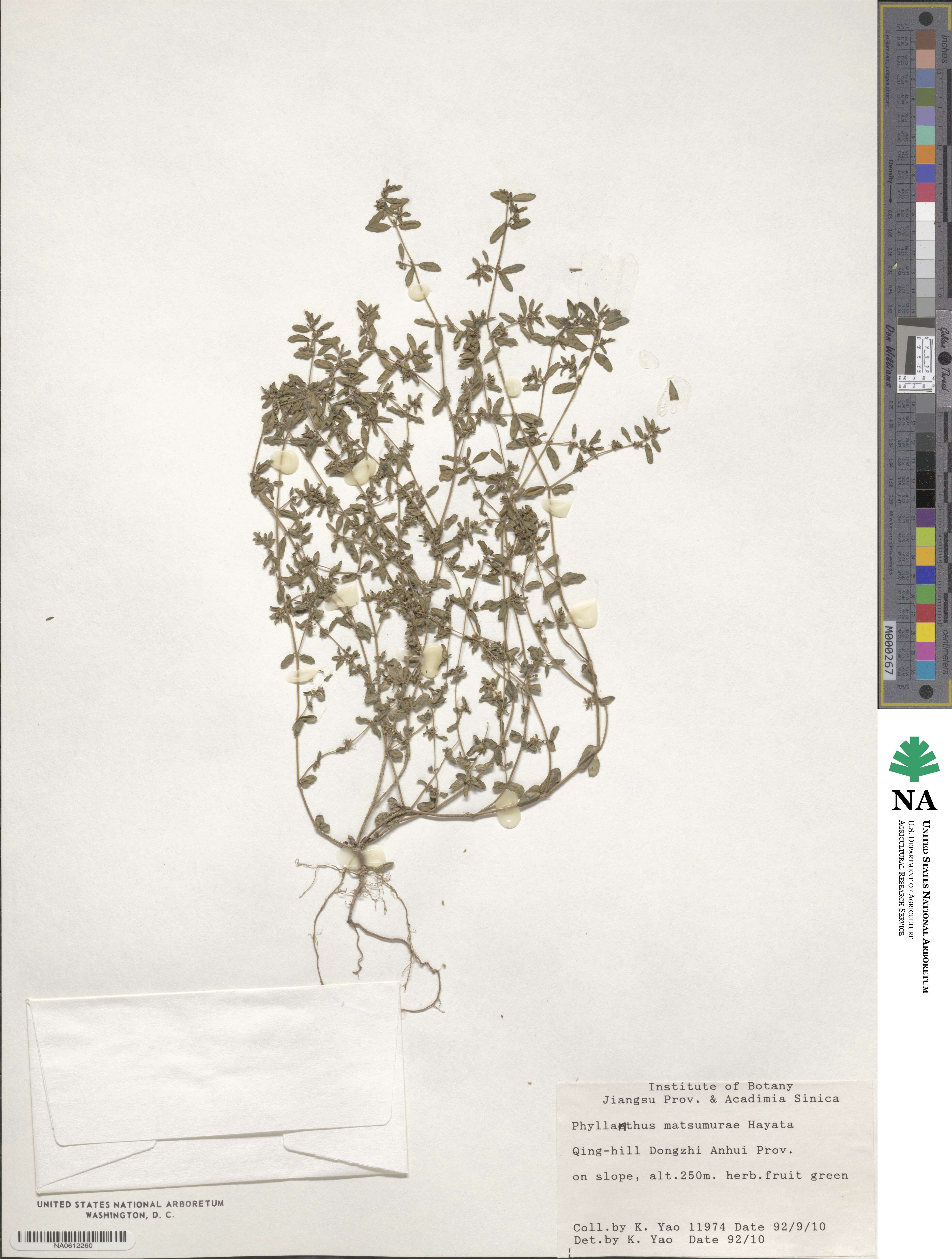 Phyllanthus ussuriensis image