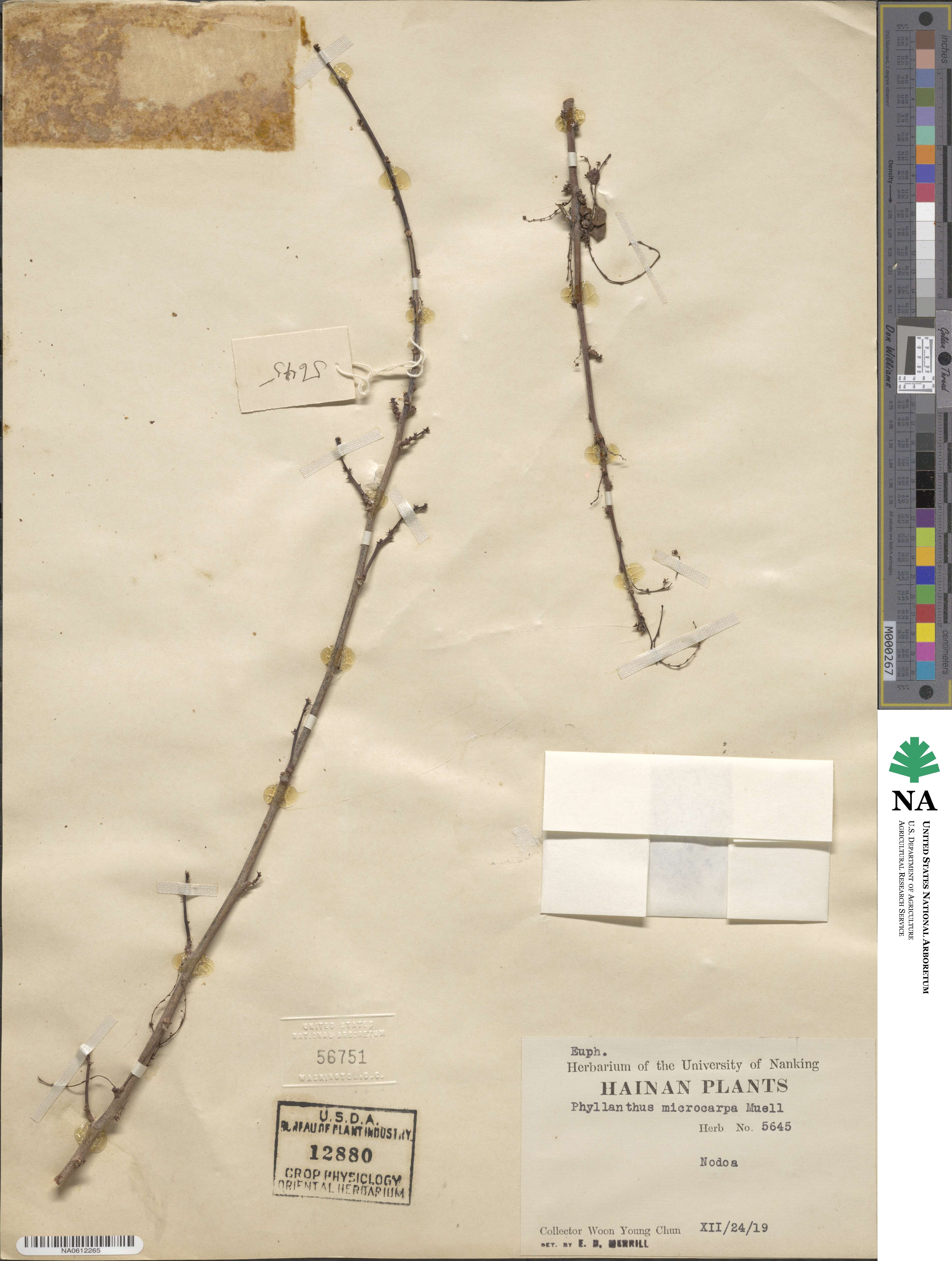 Phyllanthus microcarpus image