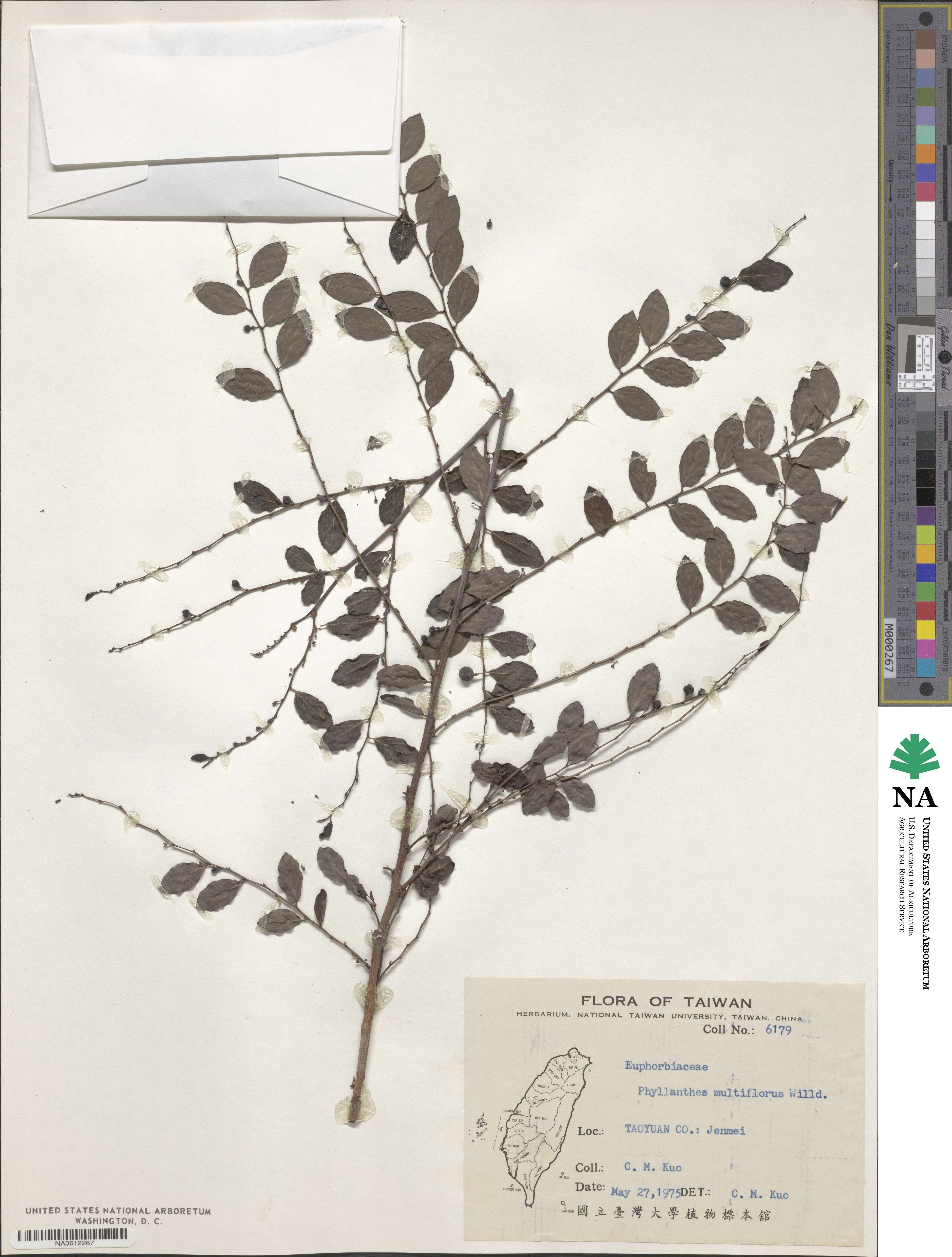 Phyllanthus multiflorus image