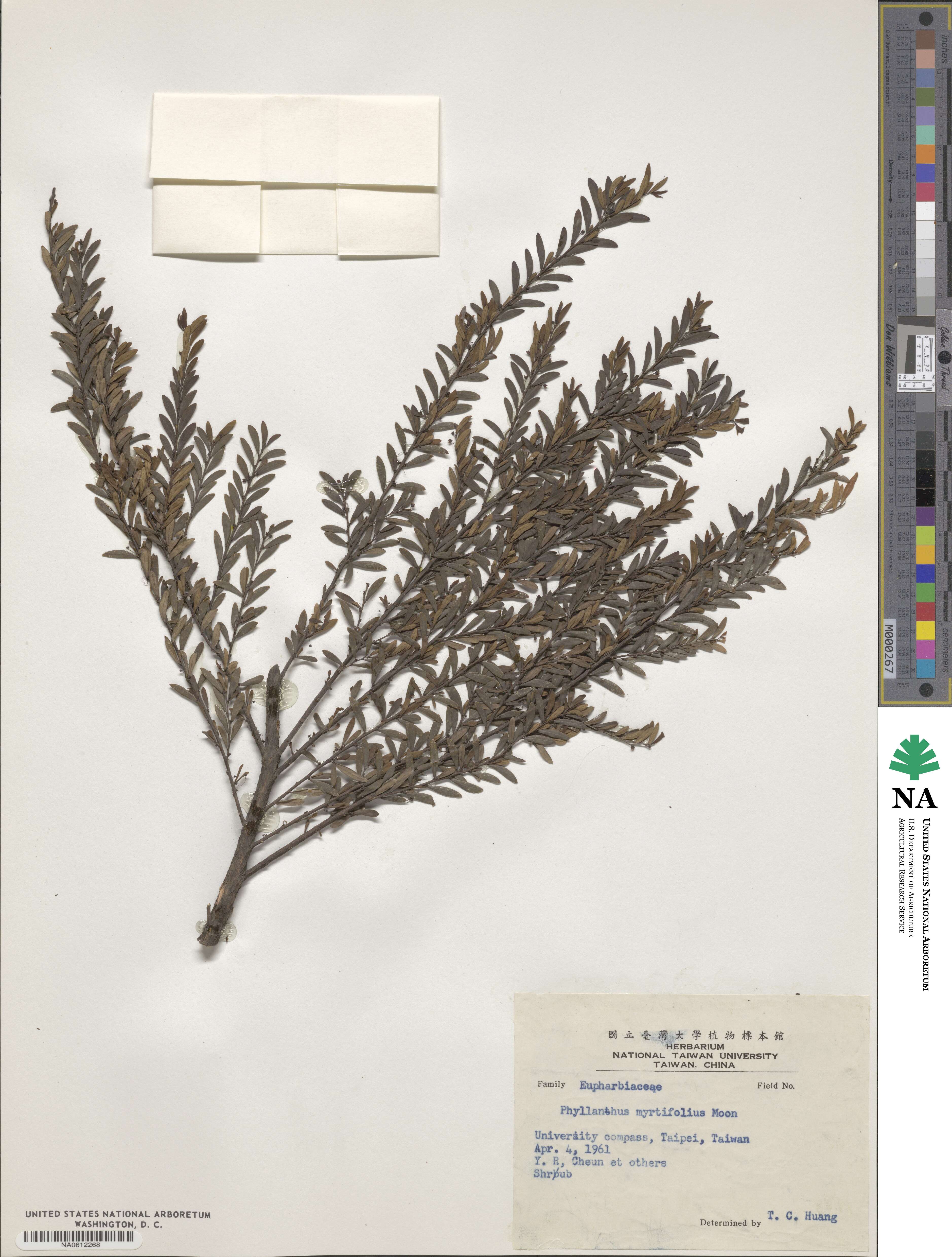 Phyllanthus myrtifolius image