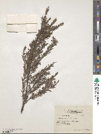 Phyllanthus myrtifolius image