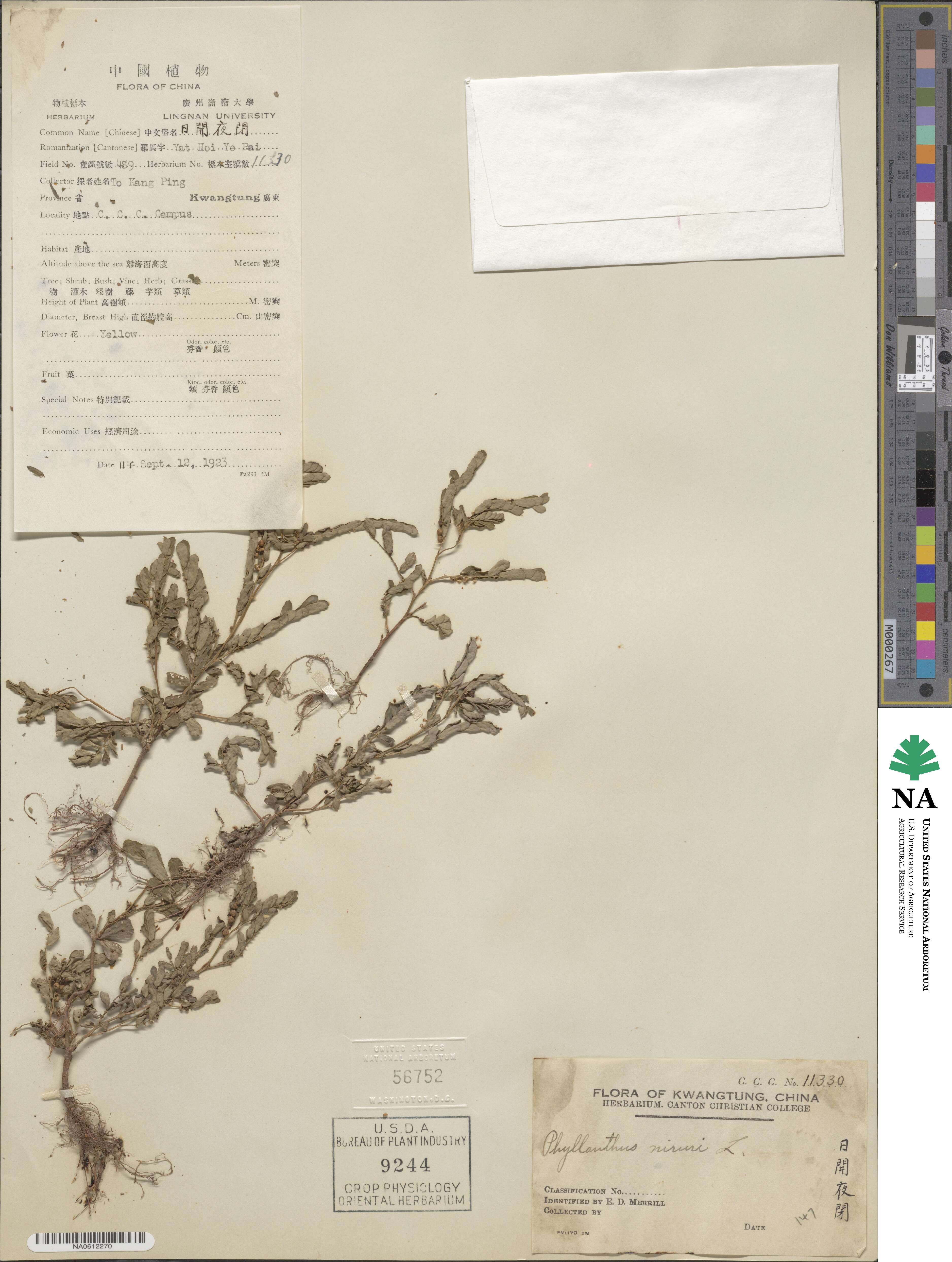 Phyllanthus image