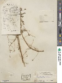 Phyllanthus niruri image