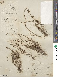 Phyllanthus niruri image