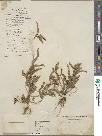 Phyllanthus niruri image