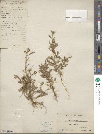 Phyllanthus niruri image