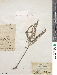 Phyllanthus parvifolius image