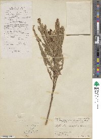 Phyllanthus parvifolius image