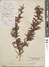 Phyllanthus parvifolius image